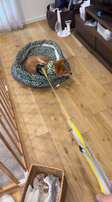 リードに引っ張られてペット用ベッドごと移動する犬