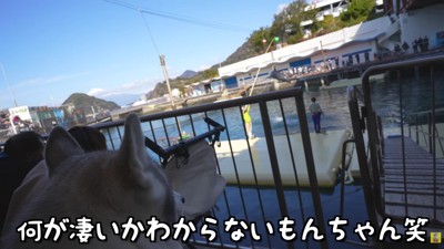 イルカショーを鑑賞