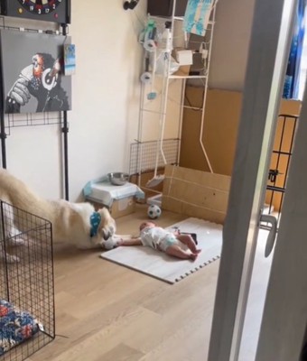 伸びをする犬