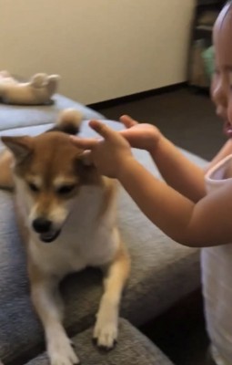 犬に手を向ける女の子