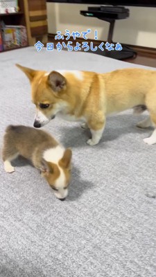 子犬のにおいを嗅ぐ成犬