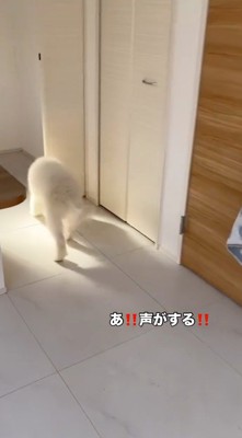 部屋の奥へ向かう子犬