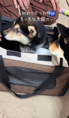 名前はゴン太くん