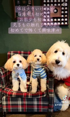 アグちゃんをお迎えするまで8