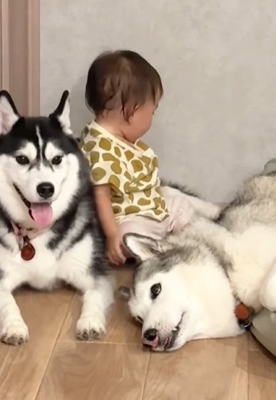 2頭のシベリアンハスキーが寝そべる間に挟まれて座る赤ちゃん