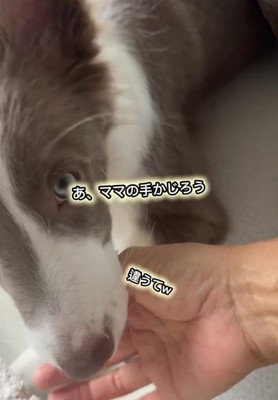 ママの手をかじるピエナちゃん