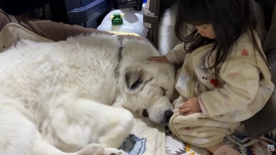 シュシュちゃんとろのちゃん