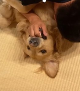 男性の手を口に入れるゴールデンレトリバー