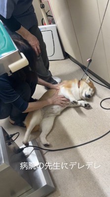 女性の獣医に撫でられて目を細める犬