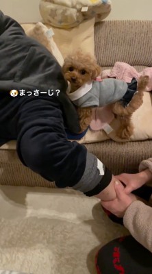 男性の近くに寄ってカメラを見つめる犬