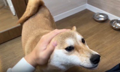なでられる犬2