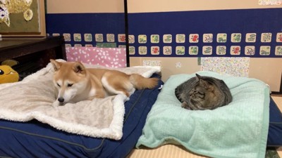 お気に入りの寝床でリラックス