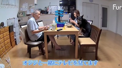 テレビに夢中…