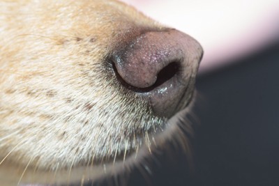 犬の鼻のアップ