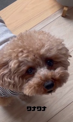 お留守番はイヤなポン太くん2