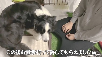 お散歩で仲直り