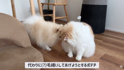 体調不良のレモンさんと優しいポテチくん5
