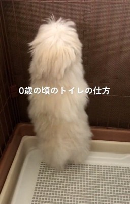 綿帽子みたいなもちちゃん