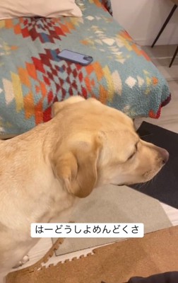 面倒くさそうならんらんちゃん