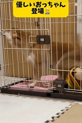 業者さんが来た日のはなちゃん5