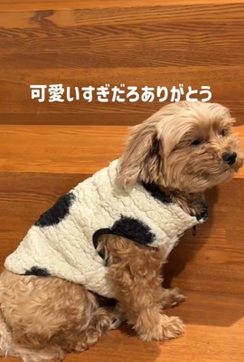 チャチャちゃんのお出迎え6