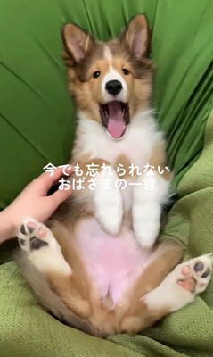 ソフィーちゃんのビフォーアフター
