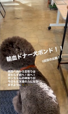 輸血ドナー犬として出動するボンドくん5