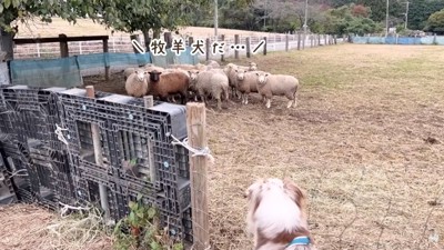 隅に固まるヒツジ