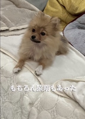 ベッドで伏せする換毛期のポメラニアン子犬
