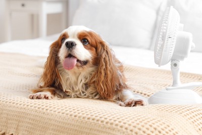 扇風機にあたる犬