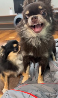 よもぎ君VSしょうぶ君の喧嘩6