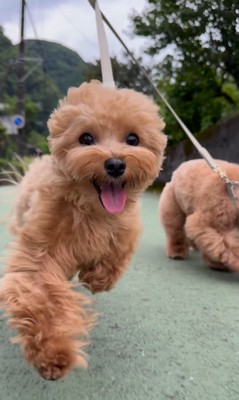 お母さんを見つけた時の福ちゃん＆米ちゃん5