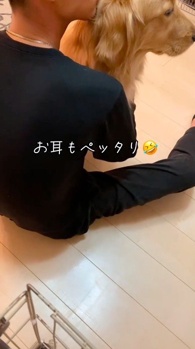 男性に撫でられて耳をぺたんとする犬