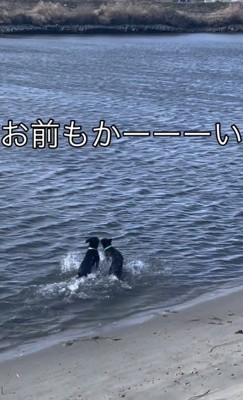 お前もかーーい