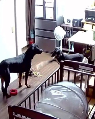 アシャンティちゃんとスキンシップ！？