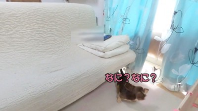 窓に駆け寄る小型犬