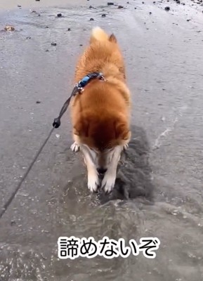 あきらめない海くん