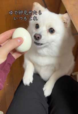 ゆで卵を欲しがるベラちゃん7