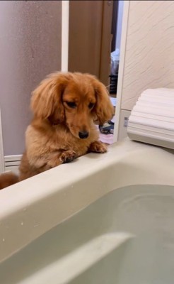 お風呂にやってくるダックスたち3