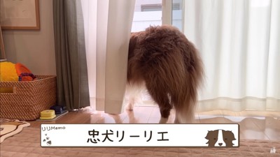 外が気になるリーリエちゃん