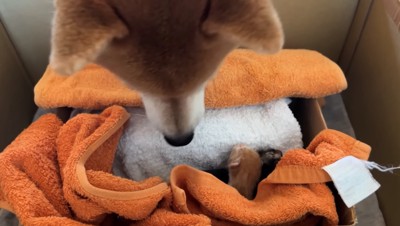 赤ちゃん猫を見つめる柴犬