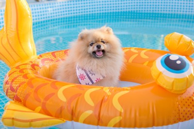 プール、浮き輪、ポメラニアン