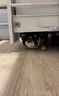 隙間に入ろうとする千幸ちゃん9