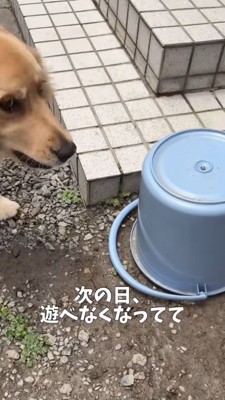 庭に置かれたバケツ、飼い主さんをチラ見する犬