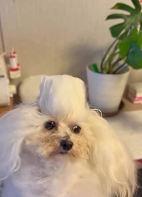 断面がえのきみたいな糸ちゃん