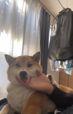 部屋で横になりながら男性にアゴの下を撫でられる柴犬