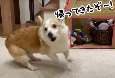 帰ってきたぞという犬