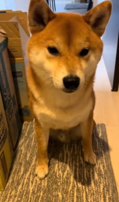 飼い主に「行ってくるね」と言われた犬