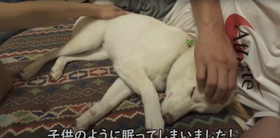 飼い主夫婦に挟まれて眠る柴犬