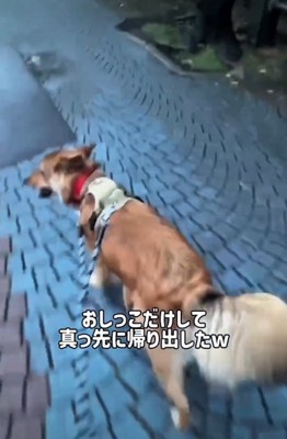 歩く犬2